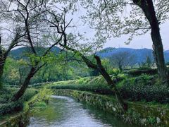 -随意茶庄·地道杭帮农家菜(梅家坞店)