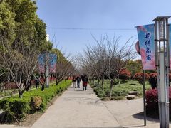 -高东镇樱花园