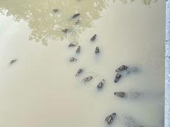 -中国扬子鳄村