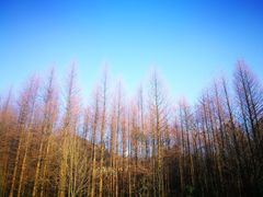 -山王坪喀斯特国家生态公园