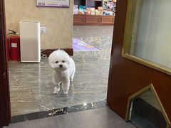 -宠爱国际动物医院· 猫科· 外科·中兽医(长白店)