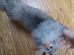 -志龙皇冠吃货椰子铺