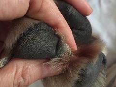 -瑞鹏宠物医院·爱宠堂·骨外专科(西荷分院)