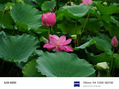 -莫愁湖公园