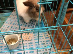 -志龙皇冠吃货椰子铺