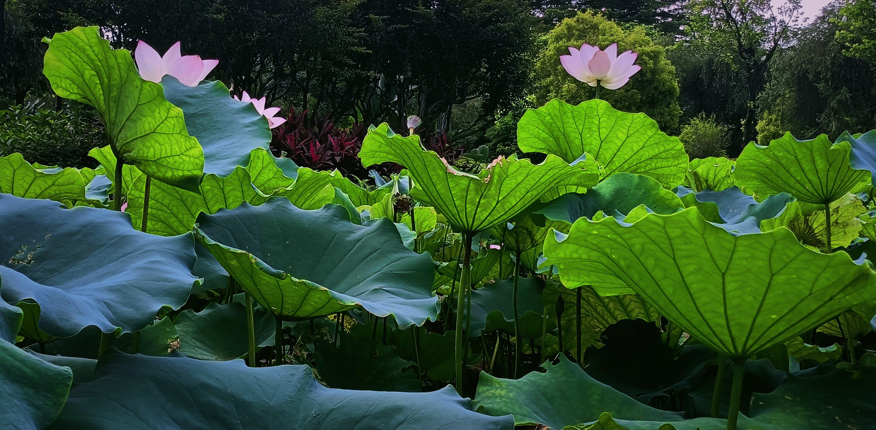 佛山亚艺公园[爱]:仙雾缭绕荷香来[玫瑰]