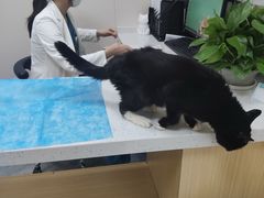 -美联众合爱康动物医院•复杂内科•肿瘤科•牙科•腔镜诊疗中心