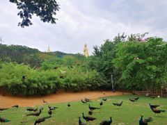 -西双版纳勐泐文化旅游区