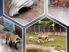 -西安秦岭野生动物园