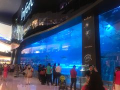 -迪拜水族馆及水下动物园