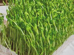 活体有机豆苗-捞神煲汤火锅(湖滨商业街店)