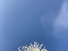 -荔枝红五号农庄