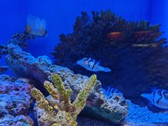 -上海海洋水族馆