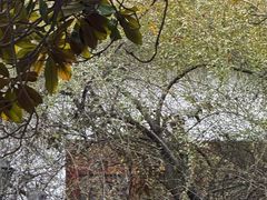 -南岳衡山风景名胜区-南岳大庙