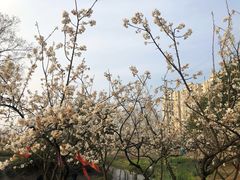 -两河城市森林公园