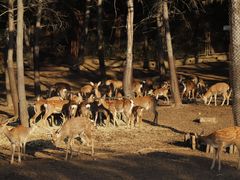 -沈阳森林动物园