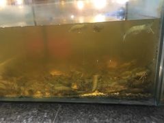 -Isla Sugbu Seafood City