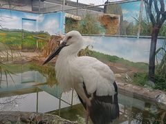 -成都动物园