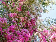 -深圳国际园林花卉博览园