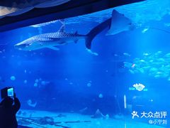 -烟台海昌鲸鲨海洋公园