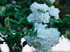 -天鹅湖体育公园