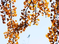 -三里屯东五街银杏大道