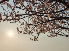 -丁香湖公园