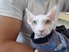 -Heymao猫咖.咖啡厅(东门店)