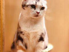 -猫和宫(六道口店)