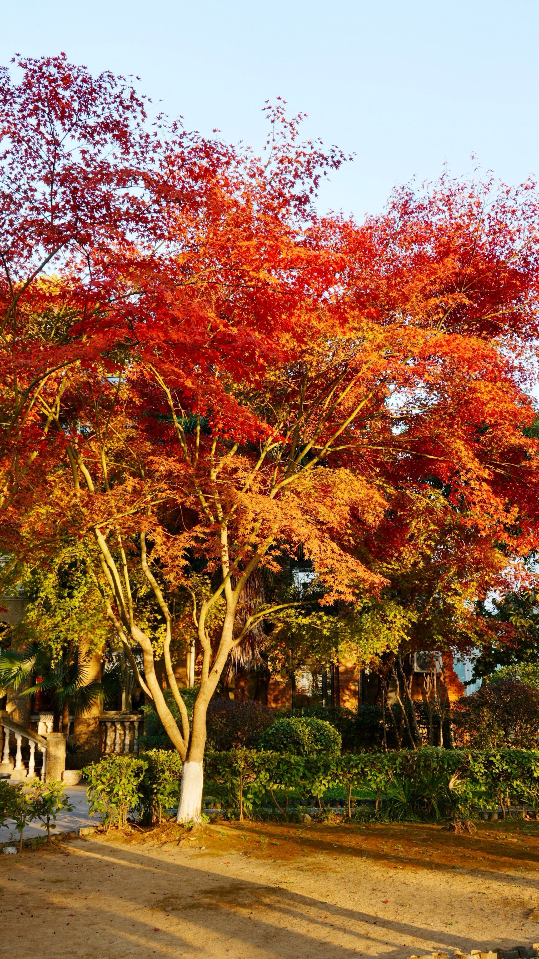 一整个爱住了汉阳造的枫叶,巨美‼️无滤镜