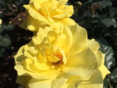 -人民公园(罗湖区)