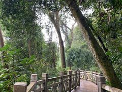 -南宁良凤江国家森林公园