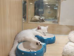 -屋虎猫馆(宝安大仟里店)