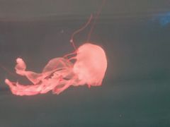 -多彩贵州城极地海洋世界