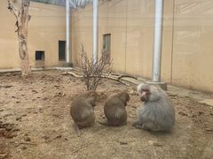 -合肥野生动物园