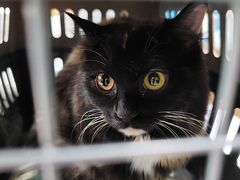 -心仪动物医院·牙专科·肿瘤·心脏科(西客站院)