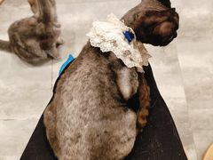-楼上猫咖(罗湖店)