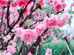 -天适樱花悠乐园