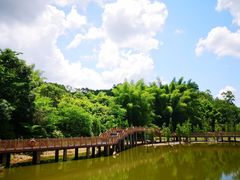 -神光山国家森林公园