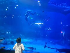 -烟台海昌鲸鲨海洋公园