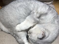 -滚猫咖啡·猫咖·猫友好撸猫(未来城店)