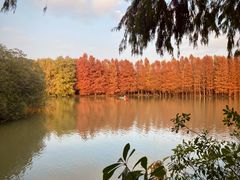 -上海海湾国家森林公园