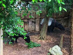 -清迈夜间动物园