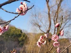 -梅花山(明孝陵内)