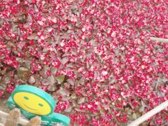 -荷兰花海