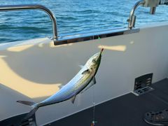 -日照世帆赛基地