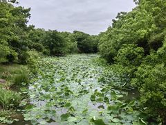 -上海海湾国家森林公园