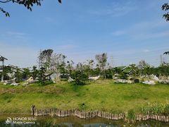 -王借岗森林公园
