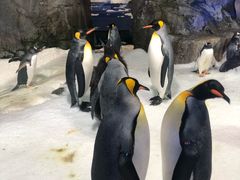 -凯莉-塔尔敦海洋生物水族馆
