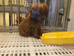 -1013 PET SHOP 宠物商店(近铁城市广场店)